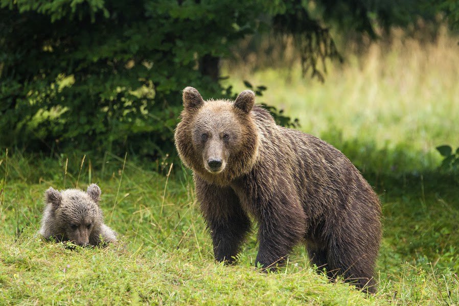 бурый медведь. медведь кадьяк самый большой в мире. медведь барт и его дрессировщик. джим ковальчик. джим ковальчик и медведь.