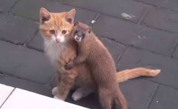 あむか בטוויטר 私のオトモはアニメ ガンバの冒険に登場する7匹のネズミ の名前なの オトモはネコだけど あ 何が言いたいかってガンバの冒険のラスボス ノロイの話 子供の頃 ノロイが本当に怖くて 動物園でもイタチのオリには近づかなかった だがしかし どれが