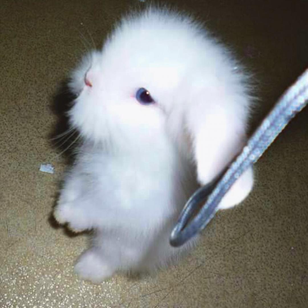 petleapp.com/p/O55kbXKGGjop… Fitness universe'un miniği💕🙏💋🐰