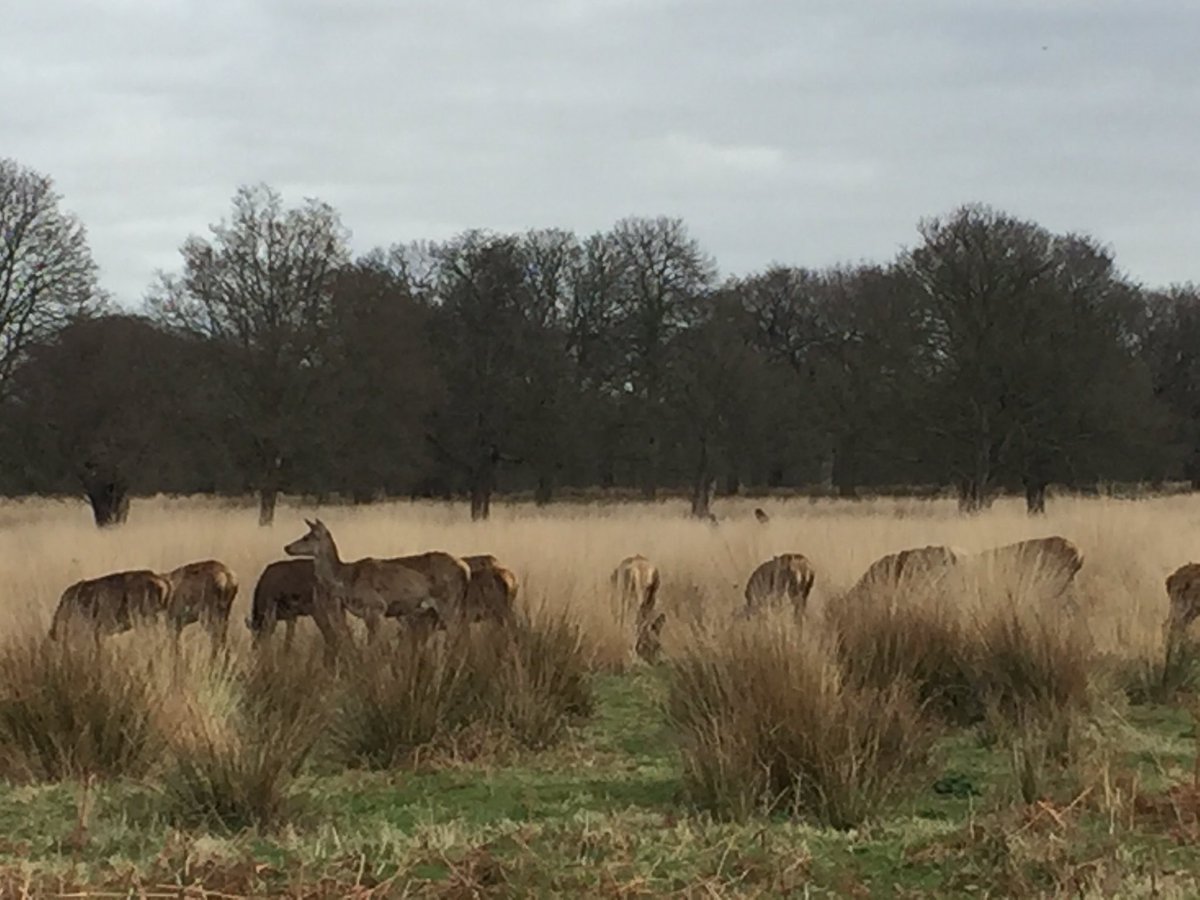 En el #RichmondPark inspirándonos en un entorno increíble.Ayer reuniones para ampliar equipo muy fructíferas 😃#PeopleAnalytics #HRAnalytics