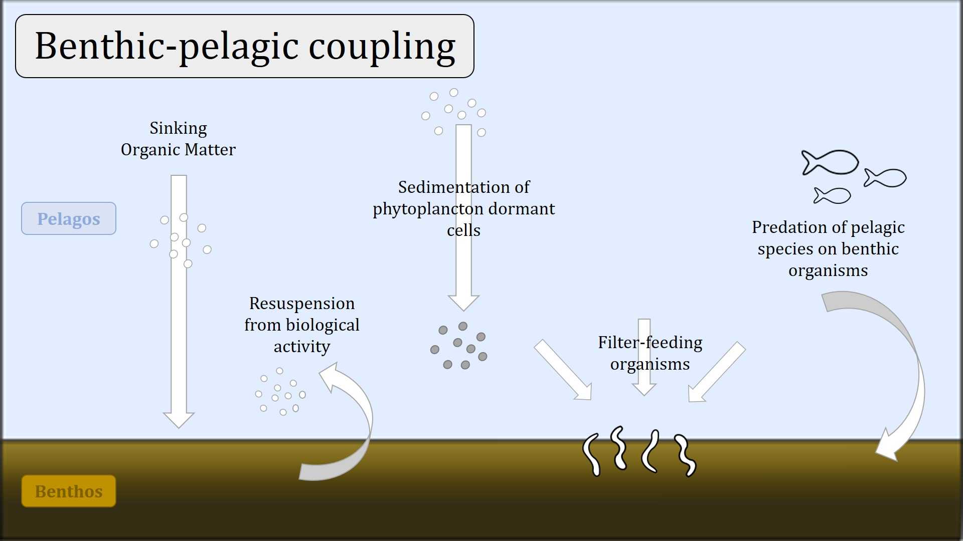 Deep At Stockholm University On Twitter Deepsoup17 Serena Albert On Biodiversity And Benthic Pelagic Coupling In The Balticsea Marine Stockholm Uni