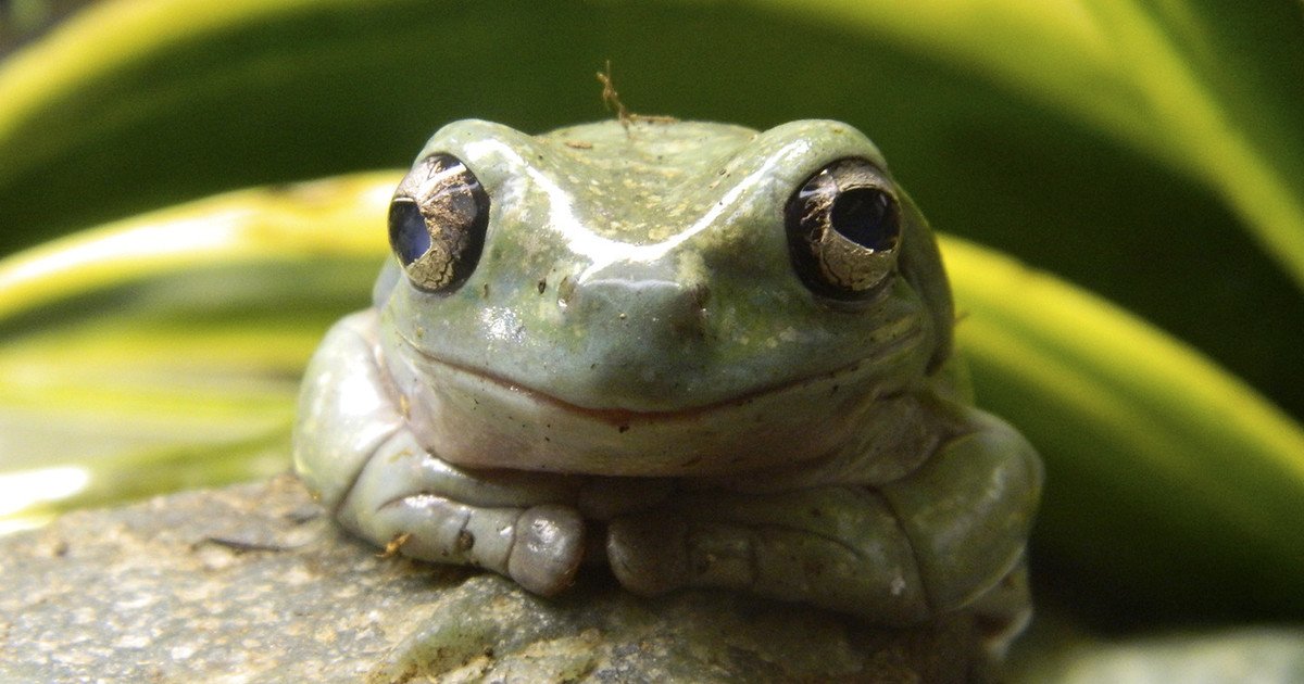 pitereshaet's tweet image. В Пулково задержаны 24 немецкие лягушки: life.ru/985969