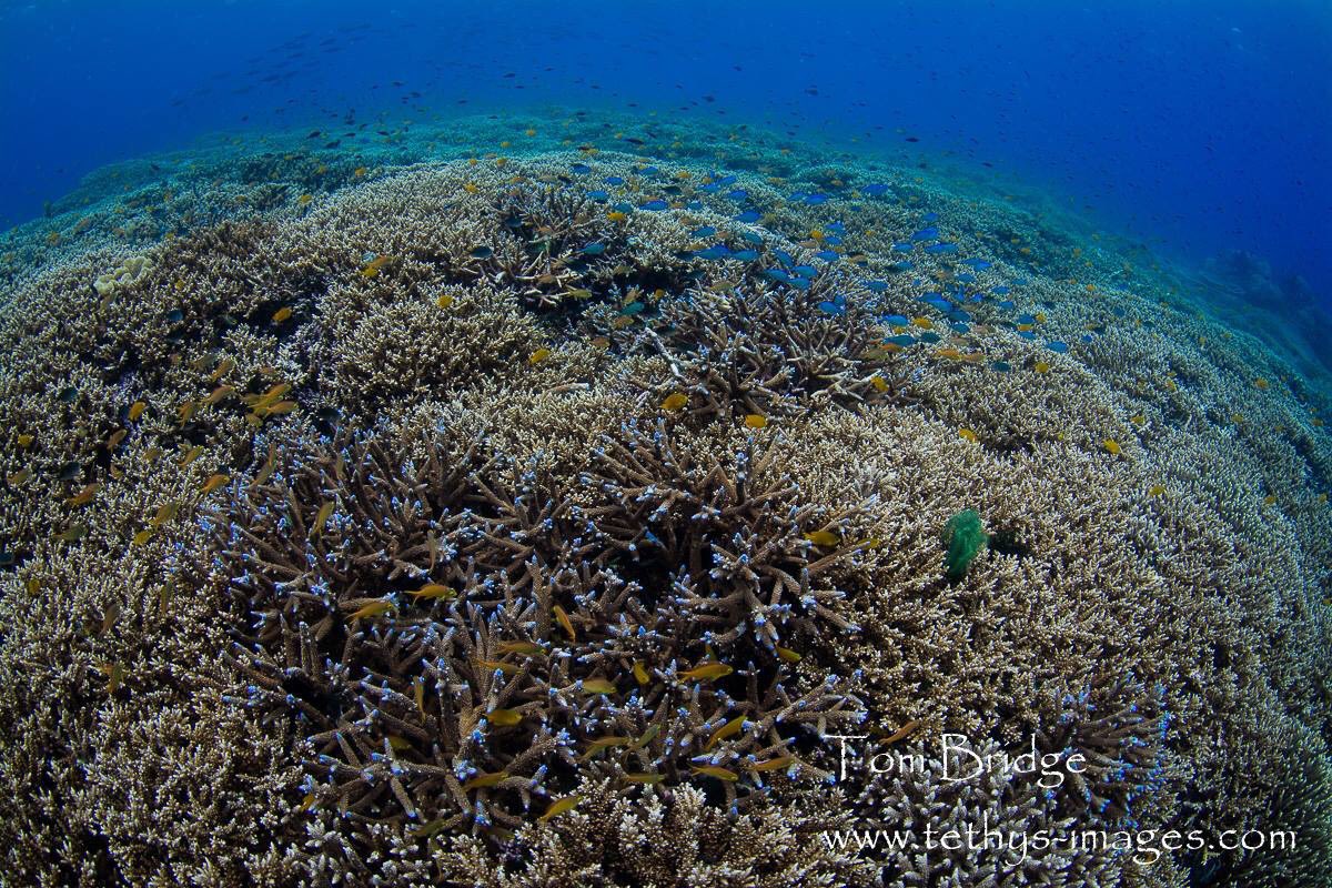 Tethys_Images's tweet photo. A vibrant, healthy #coralreef in Papua New Guinea. Urgent a room to reduce emissions is required to secure the future of coral reefs https://t.co/b5oiNVwf6R