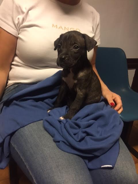 NuevaVidaAdop's tweet photo. MADRID
PUNKY bebe Xpitbull 2 meses HEMBRA
precisa licencia ppp
#MADRID #adoptanocompres #cachorros #perrosppp
facenuevavida@gmail.com https://t.co/M4kSpspMDv