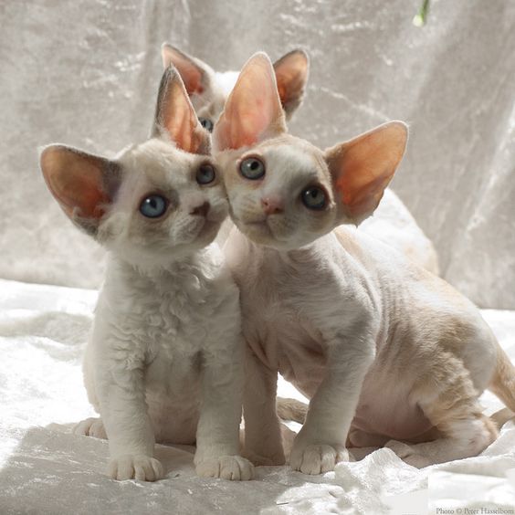 Daily_Pet_'s tweet image. #девонрекс #девон #cat #котята