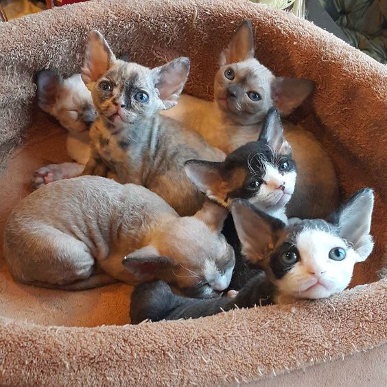 Daily_Pet_'s tweet image. #девонрекс #девон #cat #котята