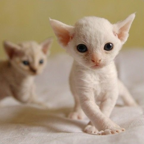 Daily_Pet_'s tweet image. #девонрекс #девон #cat #котята