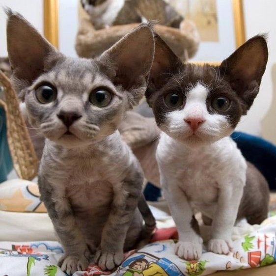 Daily_Pet_'s tweet image. #девонрекс #девон #cat #котята