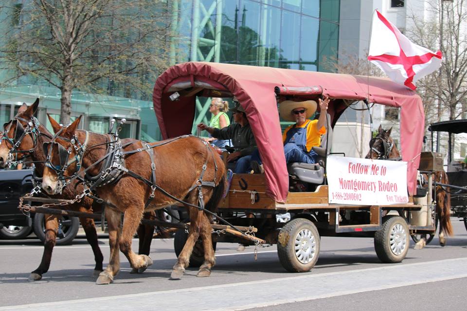 SLERodeo's tweet image. Join us Downtown #MGM at 11:30 a.m. for the #SLERodeo17 PARADE! We'll be on Jefferson, Bainbridge, Dexter and Tallapoosa!