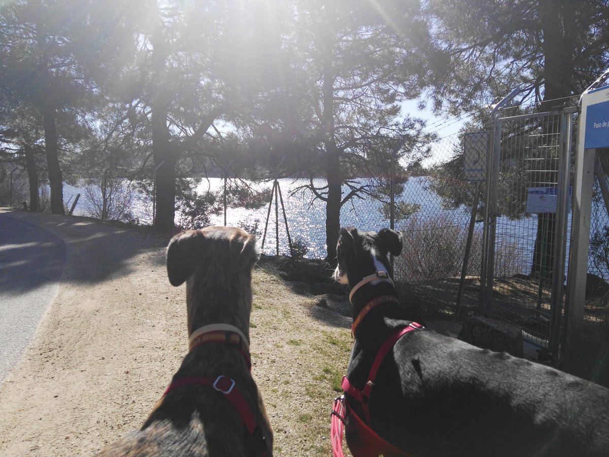 Maravilloso jueves de sol. #FelizJueves #FelizDia #mischicas #misperras #animalesnosoncosas