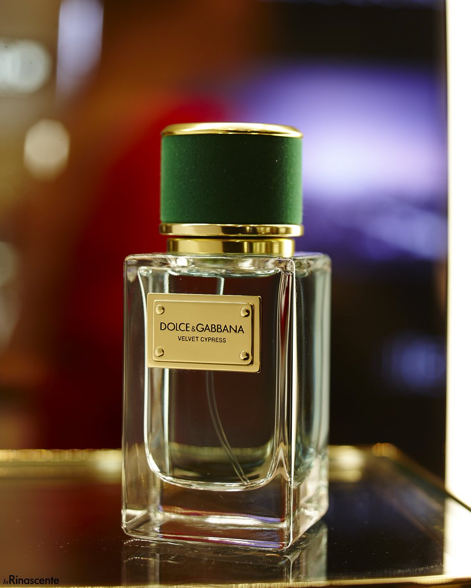 dolce gabbana velvet cypress