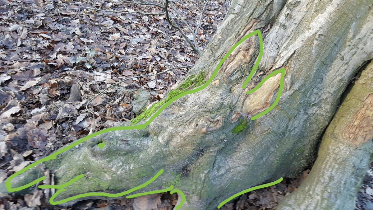 TheDonBoz's tweet photo. Today I saw a Tapier tree # HighgateWoods https://t.co/gNMA4zaKAF