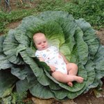 キャベツがびっくりするくらいでかすぎる!欧米は謎が多い!