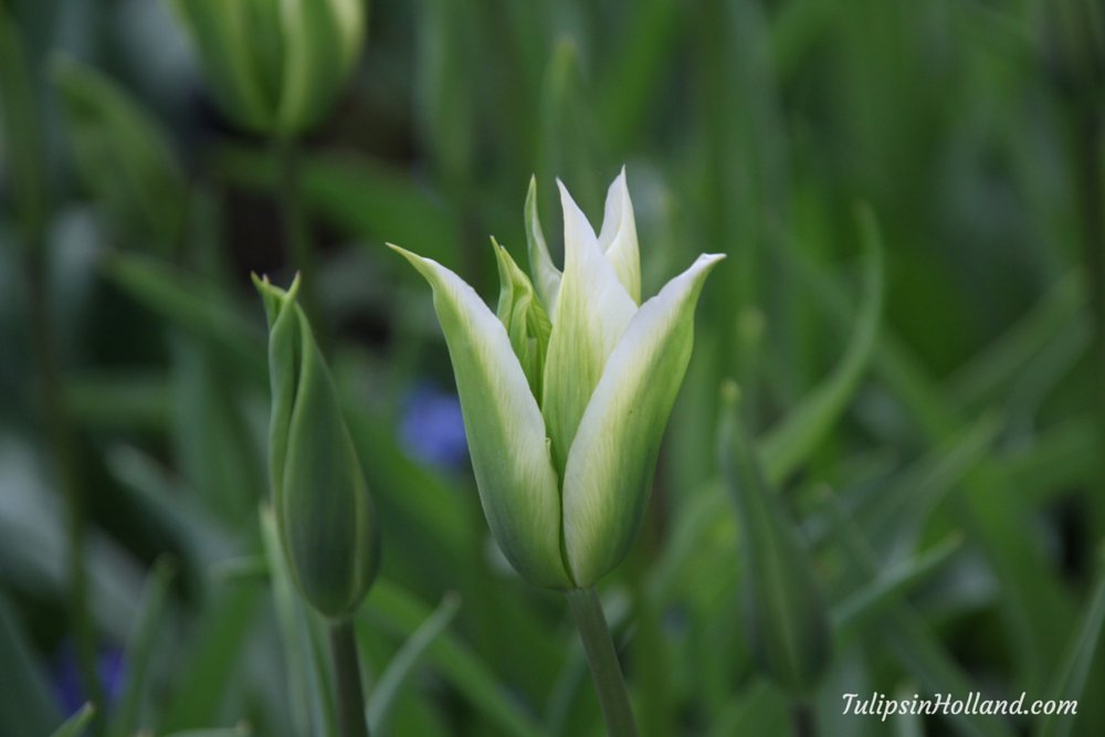What do you think of tulip Greenstar?

#travel to the #tulipsinholland spring 2017 bit.ly/2mO7pqd