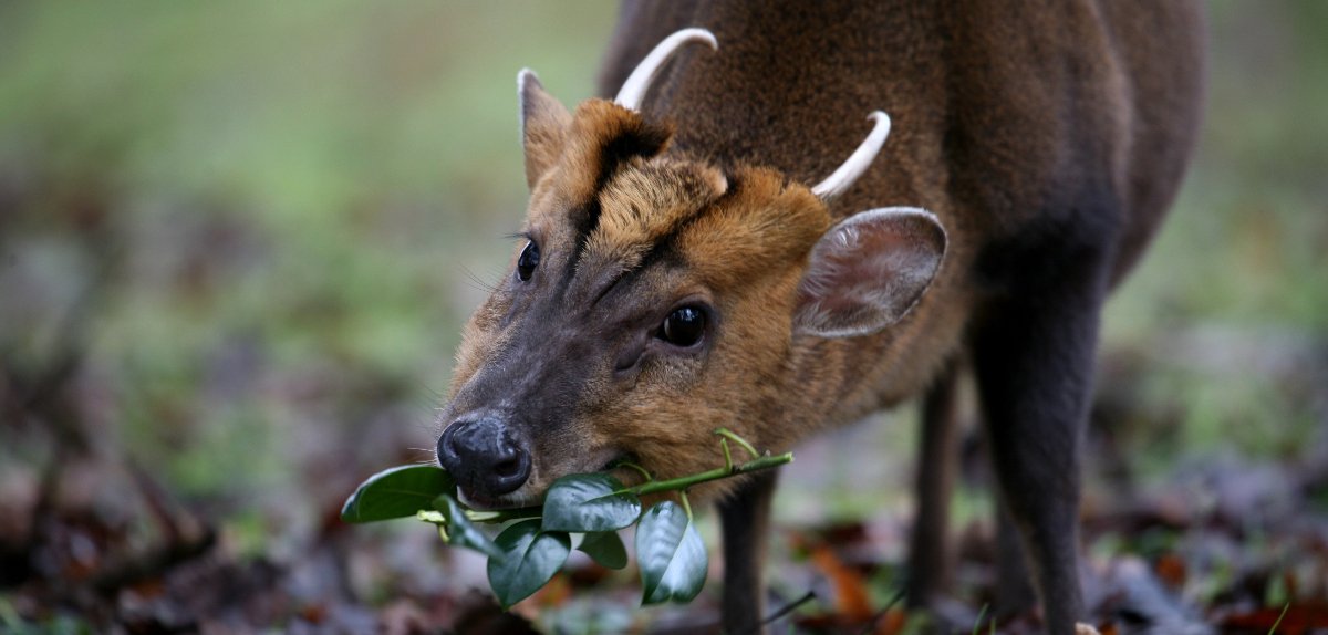 #Muntjac , the only deer with no close season. Invasive species, capable of rapid overpopulation. Find out more: ow.ly/8DHz309XFEd
