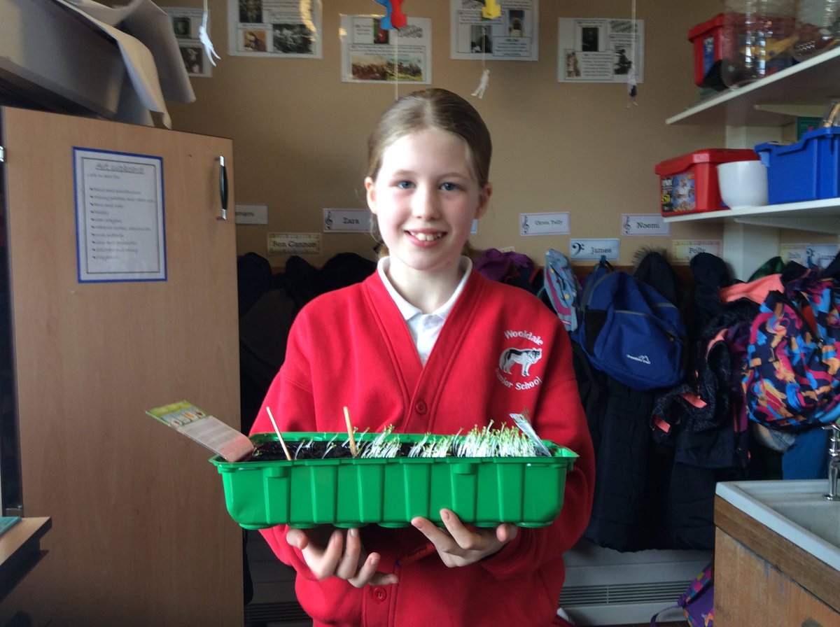 WooldaleJ4B's tweet photo. Super sprouting in class 6 #sowandgrowUK https://t.co/7BEPHF6Gnd