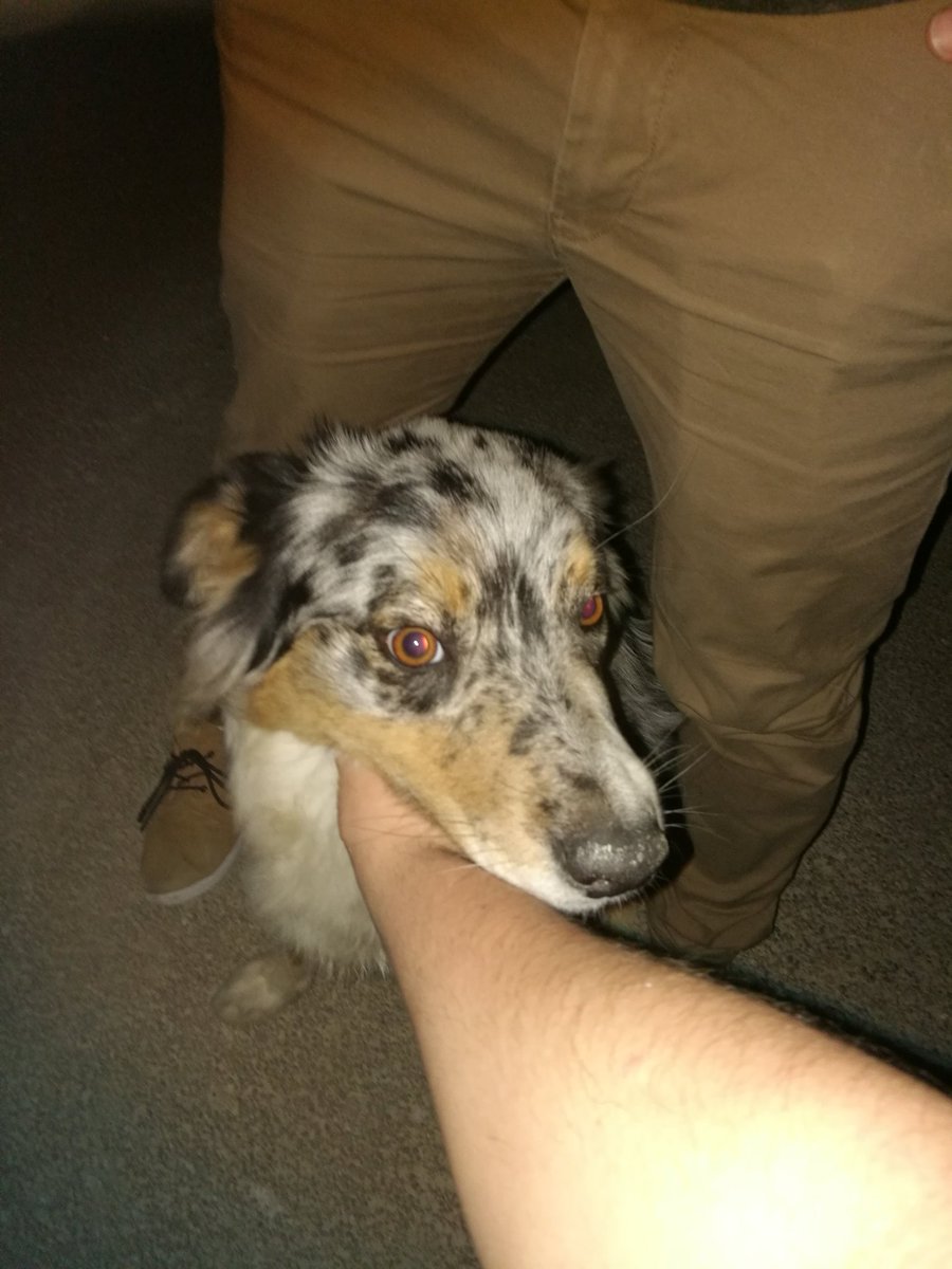 NeckDogs's tweet image. #NeckDogsChallenge