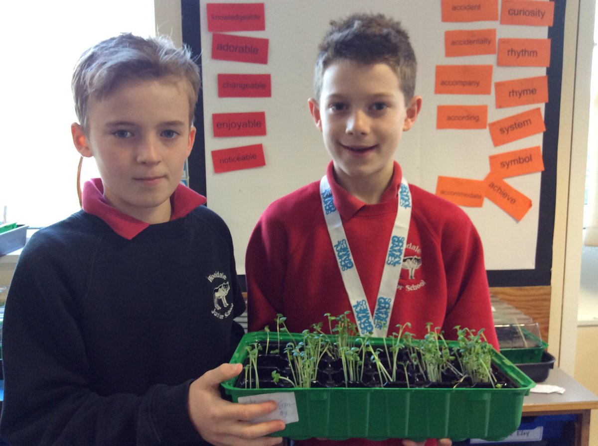 WooldaleJ4B's tweet photo. Wow radishes in a rush! Could be star growers this week! Watch this space #sowandgrowUK https://t.co/mb6qiPqwp3