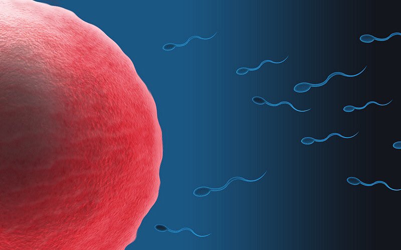 doctourage's tweet photo. Study on males in Loma Linda showed #plantbased #diet had lower sperm quality. Problem is only 31 #vegetarians vs 443 #meateaters in study https://t.co/dUohzOGL0j
