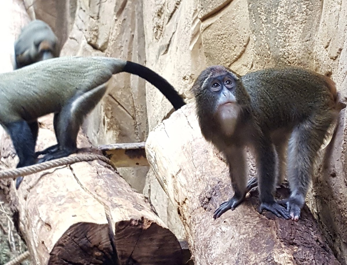 ZooParcOverloon tweet media