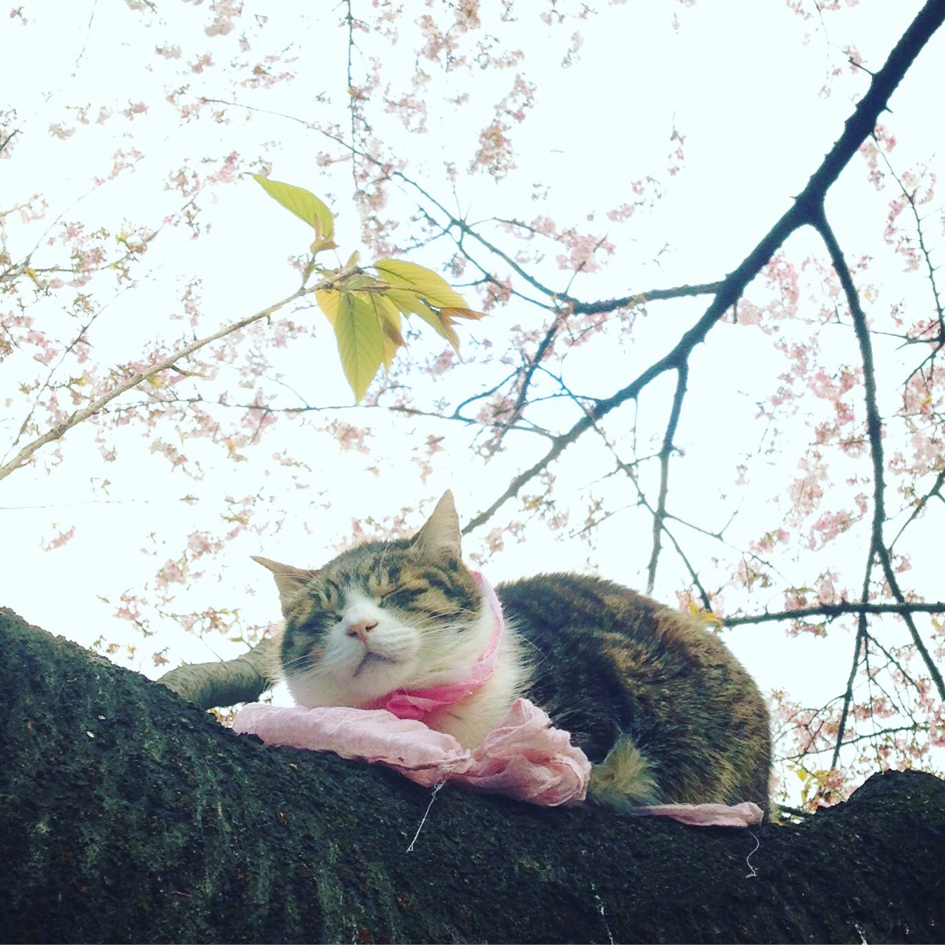 ちゃん タマりません 桜の木の上で眠る猫さん 本日の極上の癒し 眠り猫 桜の木の上 桜 上野公園 ミーティング 帰り めっちゃ癒される ネコ Cat Sakura Bloom Sleepycat Uenopark クマと撮ろうとしたら光が足らずボケて断念 T Co