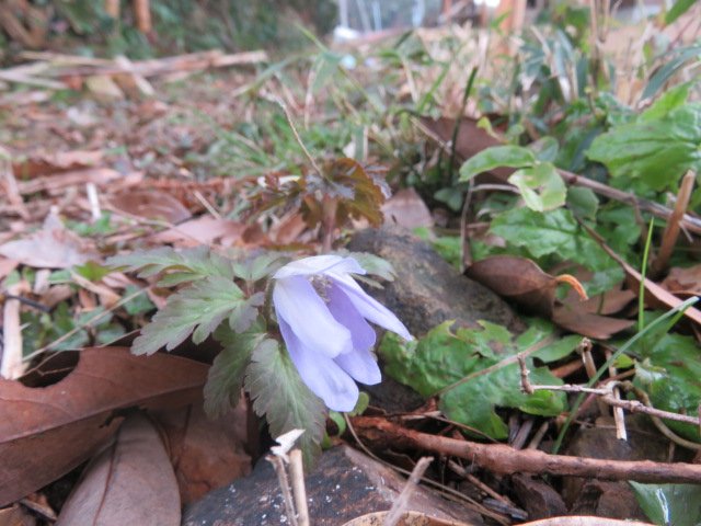 山中義和 En Twitter 中寄ゆりの里通信 これって何の花 蝓蜊の水車近くに 可憐な花が咲きだしました 背の低い葉に 白い花 をつけています 春を告げる花 知り合いの山野草専門家から 貴重な草花だから大切に と言われていたが なんという名前だったっけ