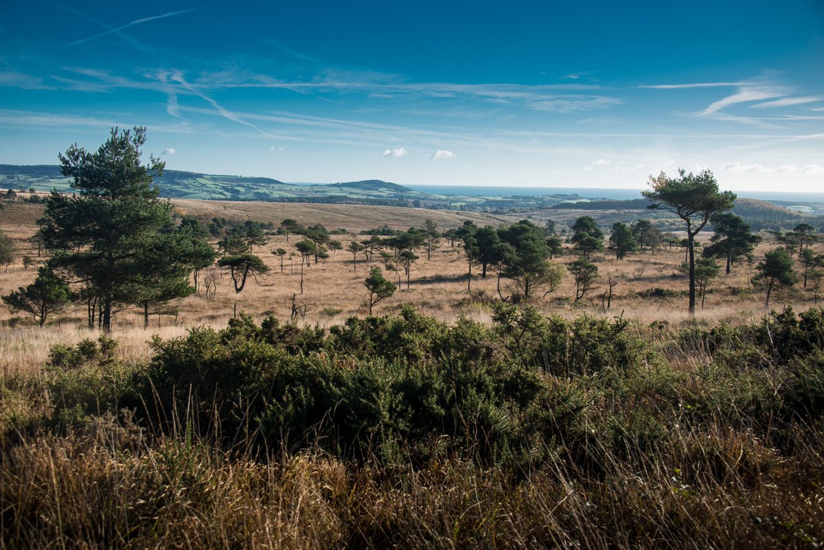 ClintonDevonEstates (@clintondevon) on Twitter photo Did you know, the East Devon <a href="/PebblebedHeaths/">Pebblebed Heaths</a> comprise the single biggest expanse of lowland heath in #Devon Did you know, the East Devon <a href="/PebblebedHeaths/">Pebblebed Heaths</a> comprise the single biggest expanse of lowland heath in #Devon