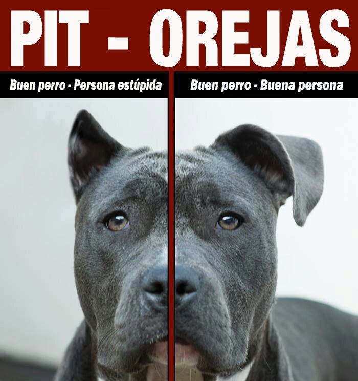 Esta es la única diferencia entre un perro con las orejas y cola cortadas. #STOPMutilaciones