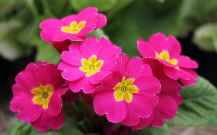 切ない花言葉 على تويتر プリムラ 花言葉は 青春のはじまりと悲しみ この花言葉は寒いころに咲きだし 夏を待ちながらそれに逢わずに死んでしまうことに由来するともいわれています