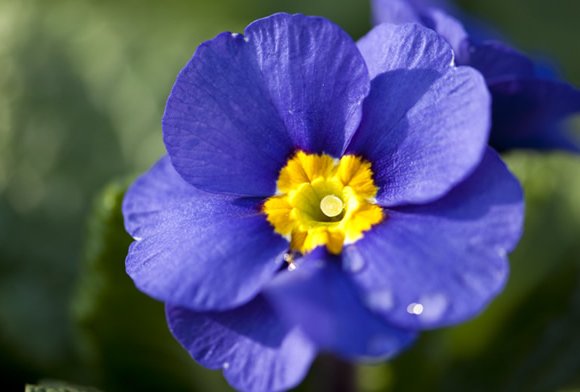 切ない花言葉 على تويتر プリムラ 花言葉は 青春のはじまりと悲しみ この花言葉は寒いころに咲きだし 夏を待ちながらそれに逢わずに死んでしまうことに由来するともいわれています