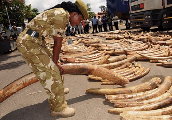 AfricanConserve's tweet photo. #GOODNEWS: South #Sudan bans #ivory trade for 10 years https://t.co/bXijjrMhj4 https://t.co/bJlYuKnl7w