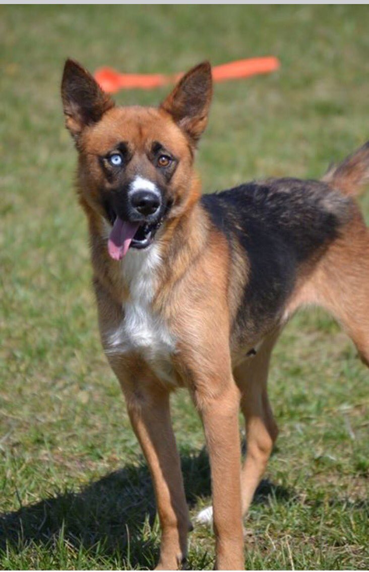 Clarice appreciates the <a href="/Colts/">Indianapolis Colts</a> donation to our auction on Apr22 - tickets at FOHCAS.org!