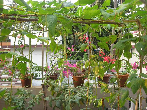Orgeonics_Roof's tweet photo. Grow fresh vegetables on your terrace and utilize your time and make correct use of roof 
Call:+91-89688-17797 |https://t.co/m0y9CRkWox https://t.co/ZJXvuj2GxV