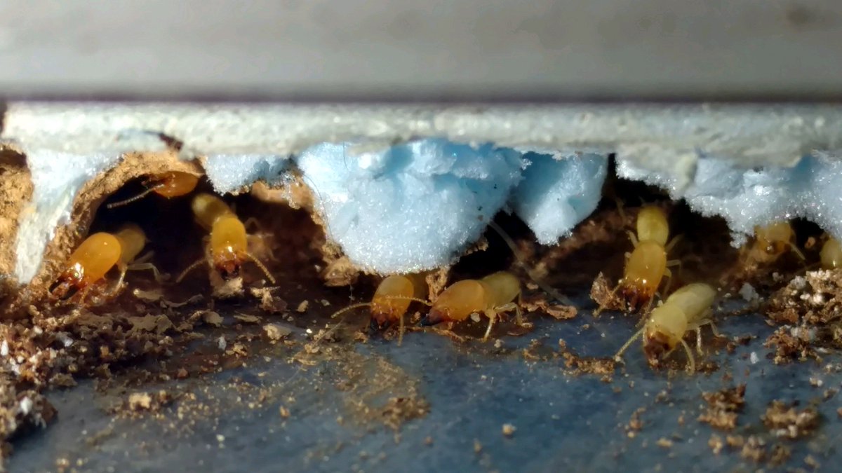 BramanPest's tweet photo. #TermiteWeek isn't affected in New England! @sentricon trained specialists at Braman can handle ANY #termite problem https://t.co/DBlfyLgeSy
