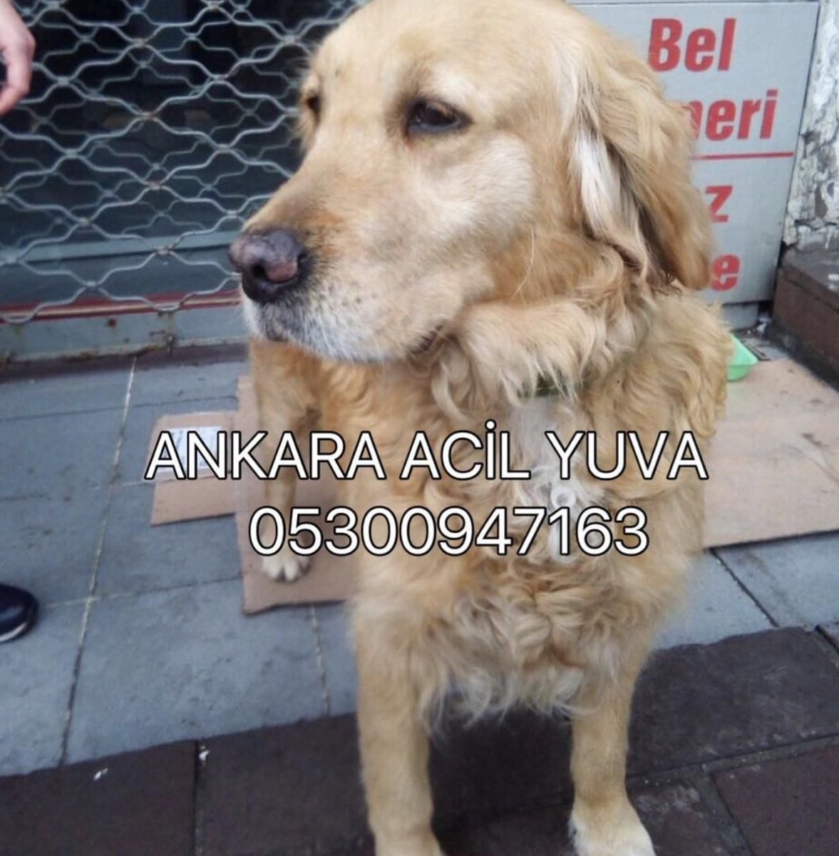 Acil yuva aranıyor arkadaşlar var mı sahiplenecek? Lütfen yayalım