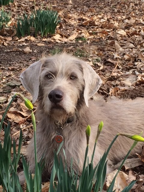 Fetch_Pets tweet picture