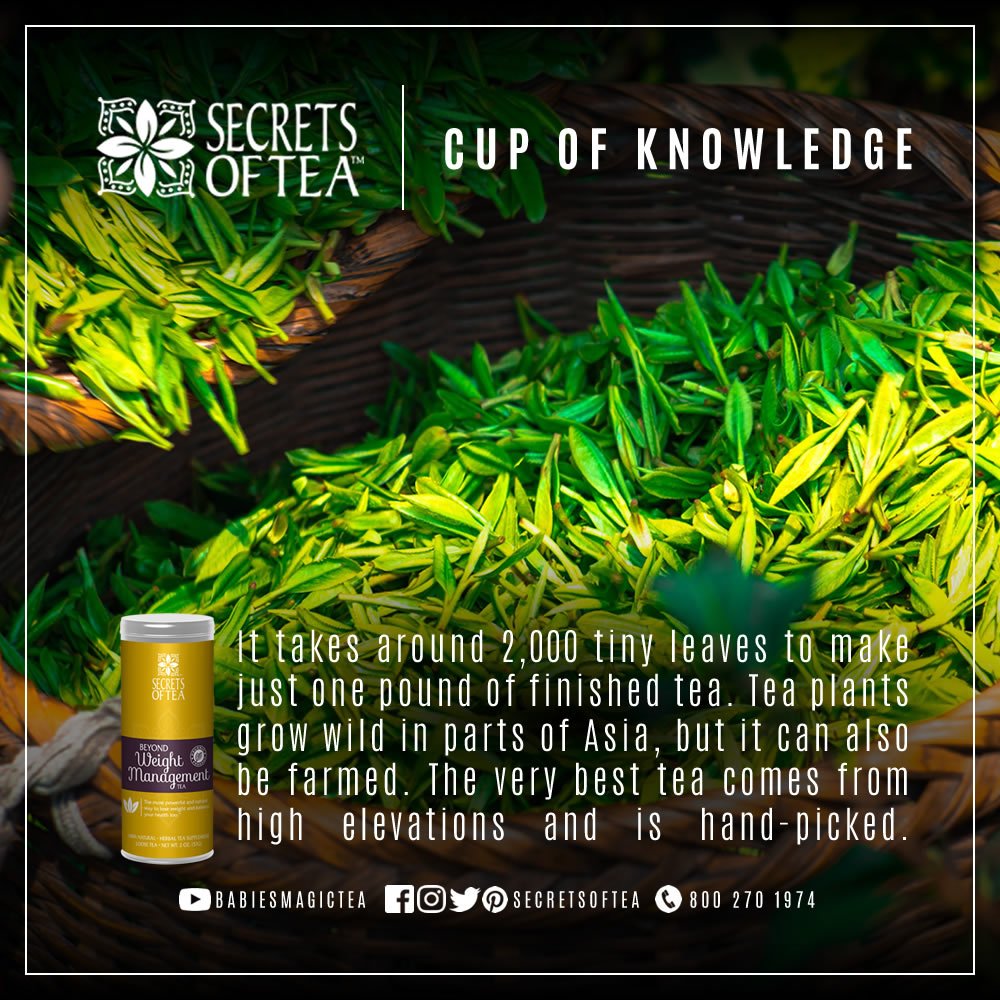SecretsofTea's tweet photo. It takes around 2,000 tiny leaves to make just one pound of finished tea. #secretsoftea #cupofknowledge #organictea https://t.co/4Ho92A3cWB