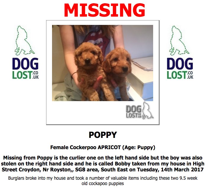 DogLostUK's tweet photo. #LOST POPPY &amp; BOBBY #cockerpoo #Puppy #Royston #SG8 #Lostdog #ScanMe  https://t.co/NXmbXKV5Fb https://t.co/26w6NREeYk