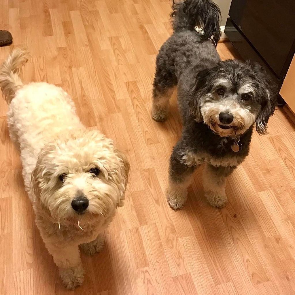 misshuntiedoods's tweet photo. Fridge monitors #bernedoodles #dcdoodles #dcdogs #dcdog #bernedoodle #dcdoodles #dogsofdc #bernedoodle https://t.co/yROYdCbDwZ