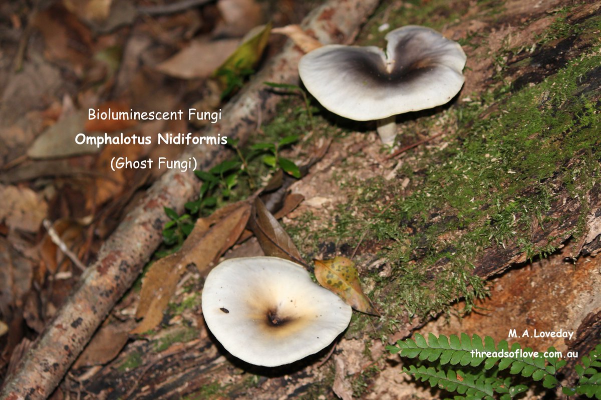 Threads_Of_Love's tweet photo. Australian Fungi
https://t.co/atVEBDxddt https://t.co/W0ELv65CaH