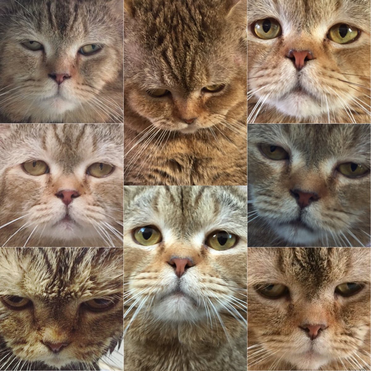hoshisleepycat's tweet photo. 100อารมณ์100ความรู้สึก .....ตรงไหน?
#โฮชิแมวหน้าง่วง https://t.co/rXXDxqgRL4