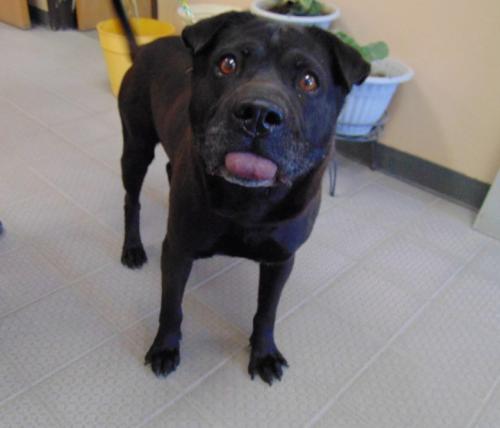 stacybswreal's tweet photo. Meet SCOUT. 2 years old, 62lbs. Good with other dogs. Shapei/Lab mix https://t.co/rru94ft7gX https://t.co/oVue7OzfXK