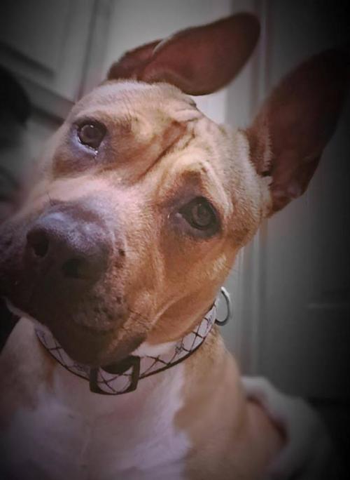 stacybswreal's tweet photo. Sugar Rae is as sweet as can be.
45 lbs
1.5 years
Staffordshire Bull Terrier
Good with other dogs and KIDS!!
https://t.co/rru94ft7gX https://t.co/5KcLHGOpCf