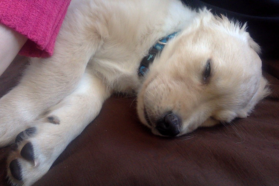 Mhagermanox's tweet photo. Sleepy baby https://t.co/8xVP84zOpU