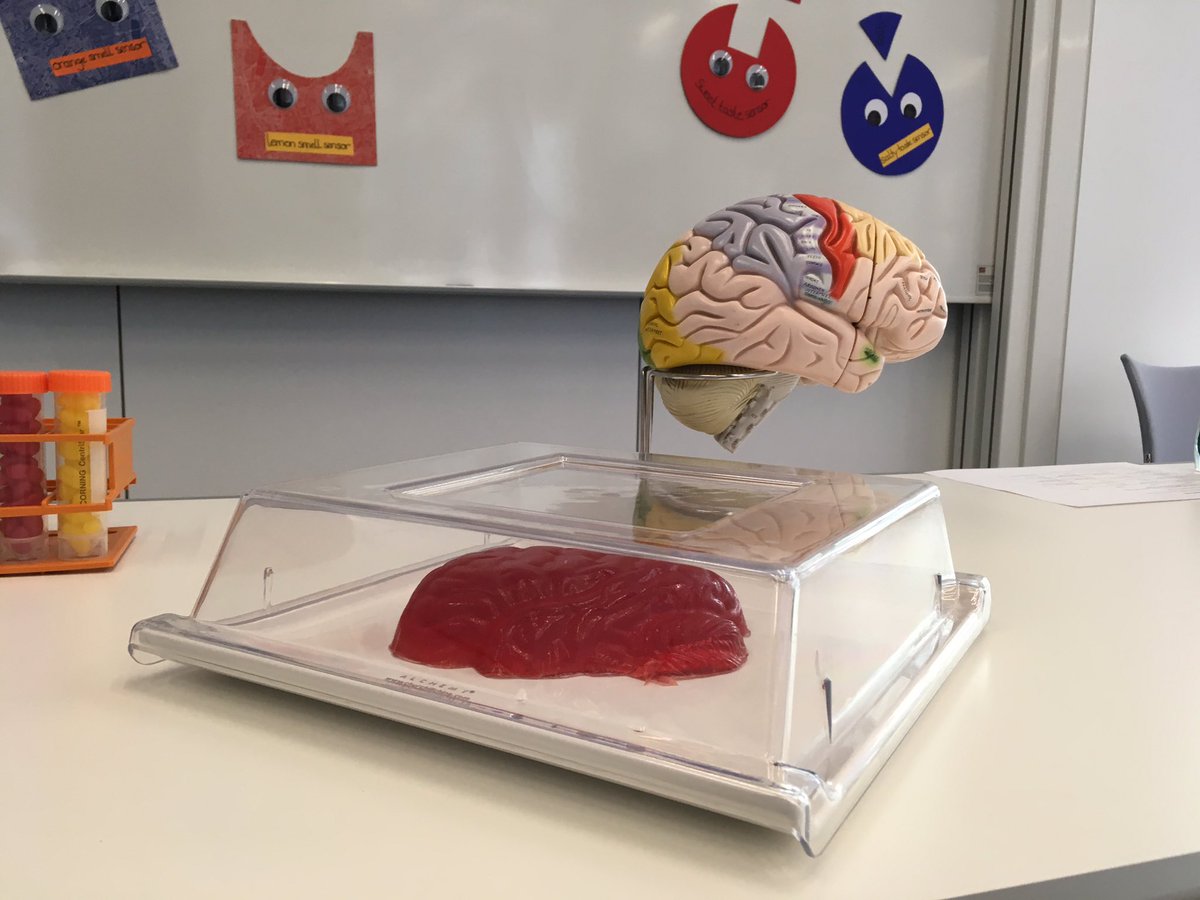 SWC_Neuro's tweet image. Getting ready to welcome All Souls Primary School for #DemoDay17 #BSW17