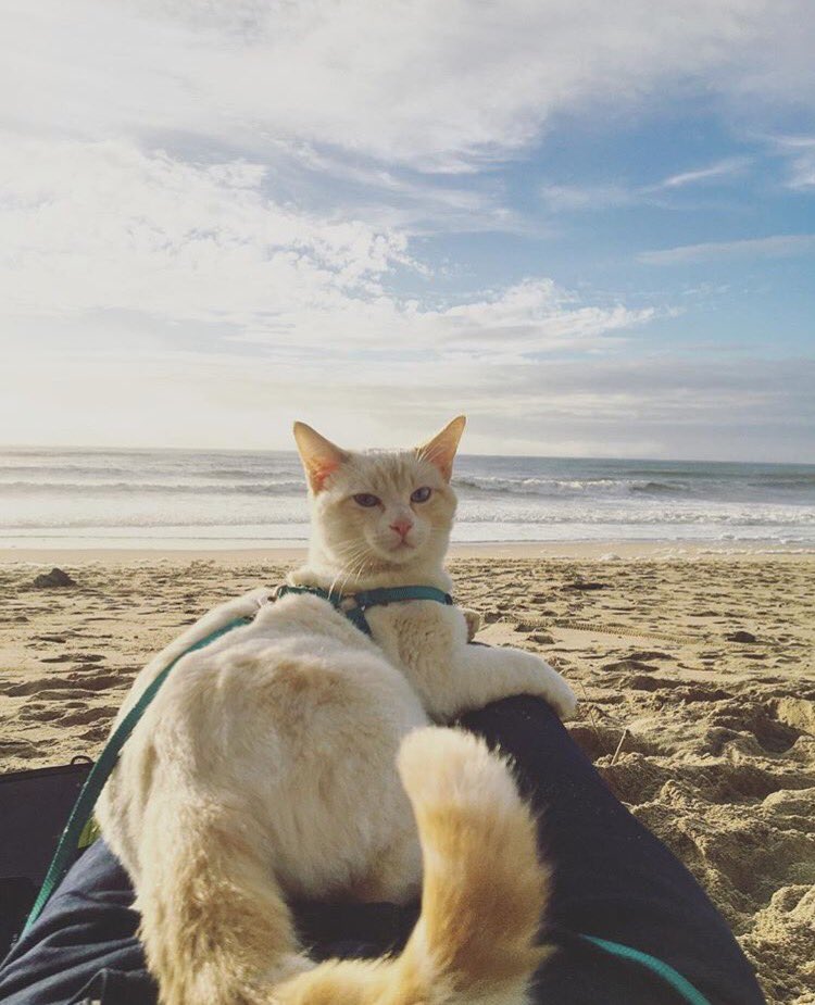campingwithcats's tweet photo. #cathaiku 
Agitated, irked. 
You pet me 5 times, not 4. 
I asked for 4 pets. 
#campingwithcats @adventurecatkev https://t.co/P8GnVMj3Vg