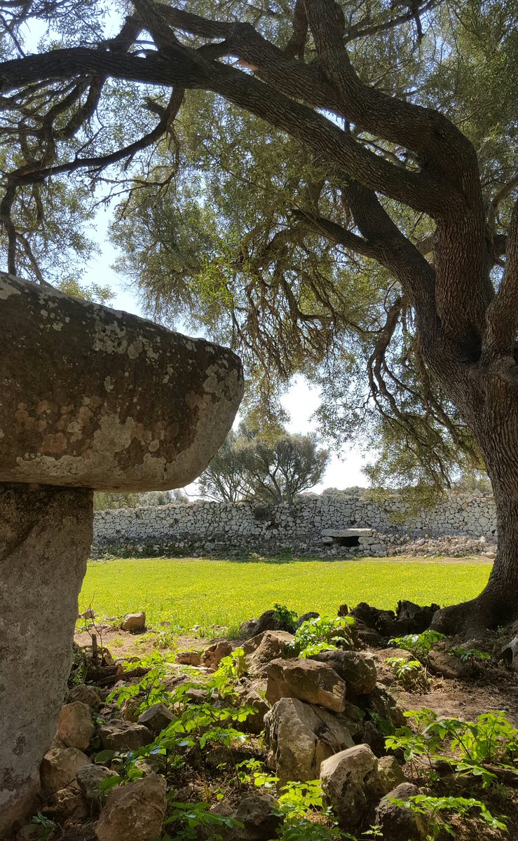 #menorca #menorcaarquelogica #minorca #minorque #Archaeology #prehistory #menorcatalaiotica #arqueologia #prehistoria #primavera #spring