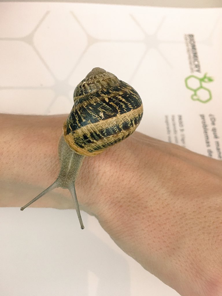 smartinsim's tweet photo. #Biomimicryworkshop#snails#mentors https://t.co/IRBDflvm0r