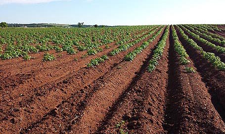 HuertoUrbanoNet's tweet photo. Un equipo de científicos da con la patata que podría crecer en Marte. 
Vía @valenciafruits 
https://t.co/qHZlFrsmal https://t.co/3y5uFD8Kuq