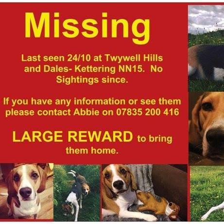 scooby_bailey's tweet photo. Five long months with no sighting &amp; no news since Scooby &amp; Bailey vanished on their walk #dogtheftawareness https://t.co/ClVJa6A9cW